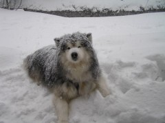 Yukon