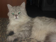 Lola