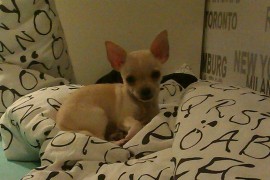 Bady