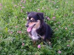 Sherli