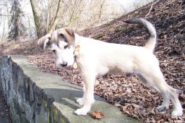 Fido