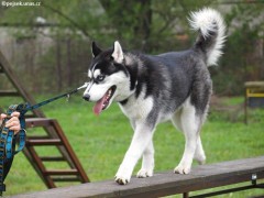 Jack