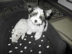 Teddy