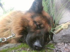 Gaston