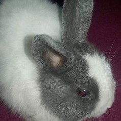 Charlie 2