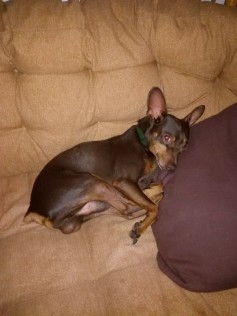 Charlie 1