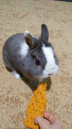 Bobi