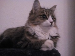 Abigail