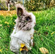 Teddy