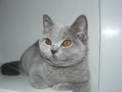 Walli