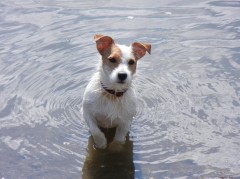 Puppy
