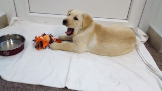 Charlie