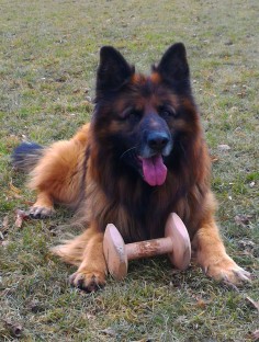 Gaston 