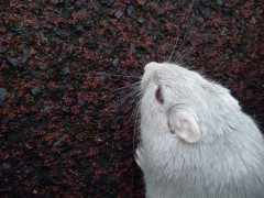Simon, Theodor