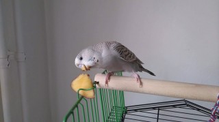 Chuck