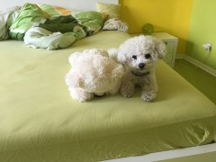 Fluppy