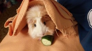 Peggi