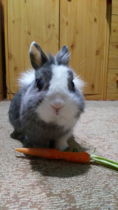 Bobi