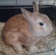Lumpík