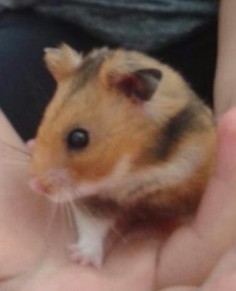 Šefík