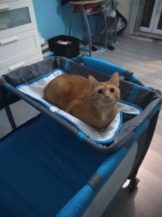Garfield