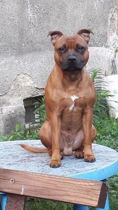 Apollo