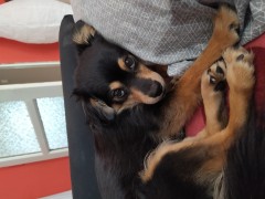 Meggi