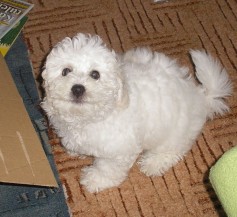 Archie
