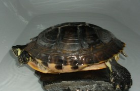 Bouračka