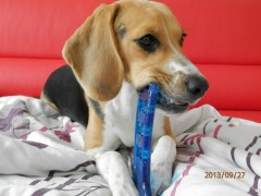 Lily