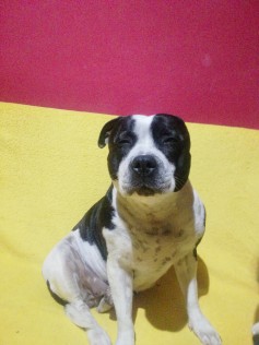 Happy Lady Wariobull