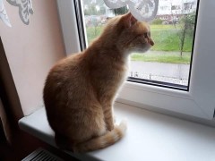Micinka