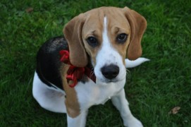 Amy