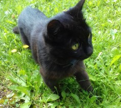 Jůlinka