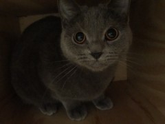 Sissi