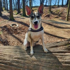 Pongo