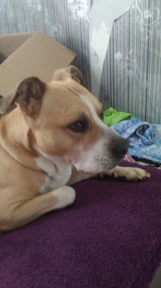 Spike
