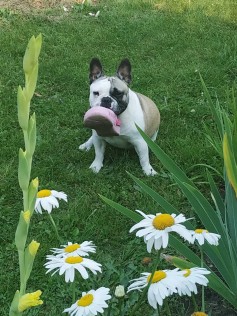 Roxie