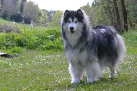 Yukon