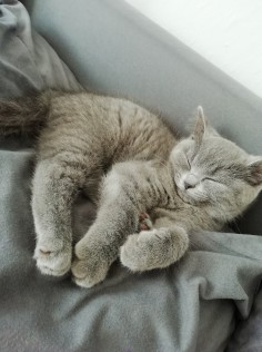 Lilly