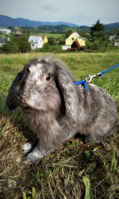Barnabáš
