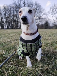 Daphne