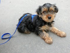 Teddy