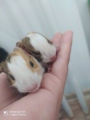 Miminka 