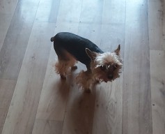 Tim