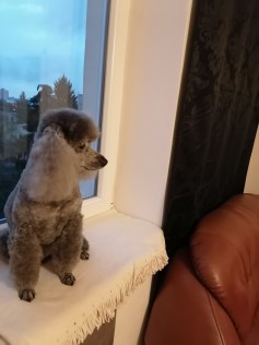 Bertík