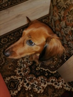 Suri 