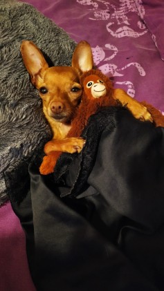 Elli