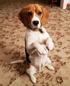 Zora