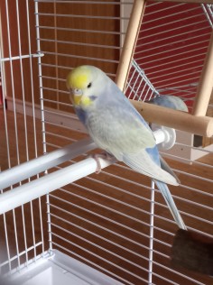 Pepa